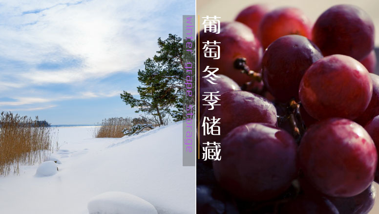 葡萄冬季儲藏保鮮方法介紹