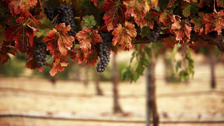 葡萄冬季儲藏品種選擇晚熟葡萄