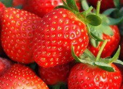 永靖草莓150平米保鮮冷庫工程設計方案