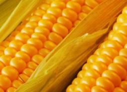 玉米種子冷庫保鮮技術要求是什么？
