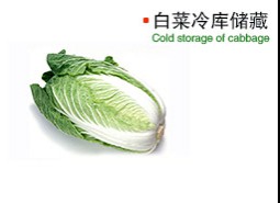 白菜冷庫存儲方法推薦，保鮮30天新鮮不減！