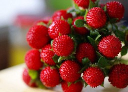 岷縣野草莓340平米速凍冷庫設計工程方案