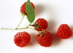 定西通渭18平米樹莓保鮮冷庫設計工程-萬能制冷