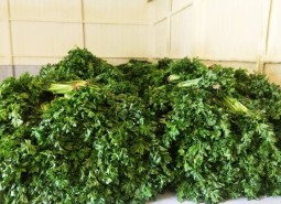 張掖臨澤縣300平蔬菜保鮮庫安裝工程-萬能制冷