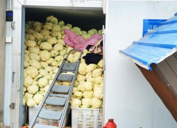 隴南市禮縣77.5平米蔬菜保鮮庫安裝工程-萬能制冷